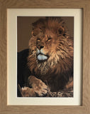 Mufasa - Limited Edition Prints