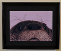 Utterly Otterly - Original